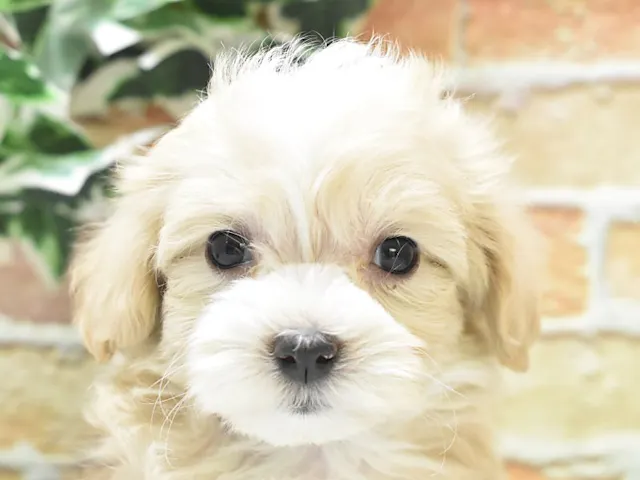 静岡県のハーフ犬・ミックス犬 (ペッツワン沼津店/2025年2月10日生まれ/女の子/クリームホワイト)の子犬